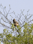 Great Horned Owl